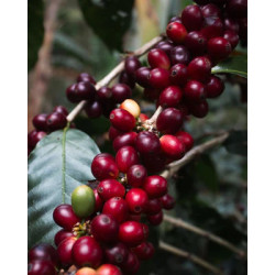 Riehen Spezial für Espresso. Ein Single Origin aus Nicaragua