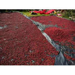 Espresso Coffee from Honduras. Complex and refreshing.